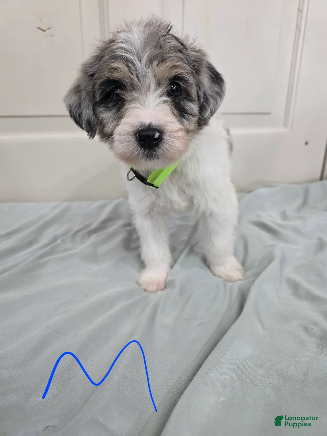 Mixed Breed dogs for sale: Green Collar - Ad 1