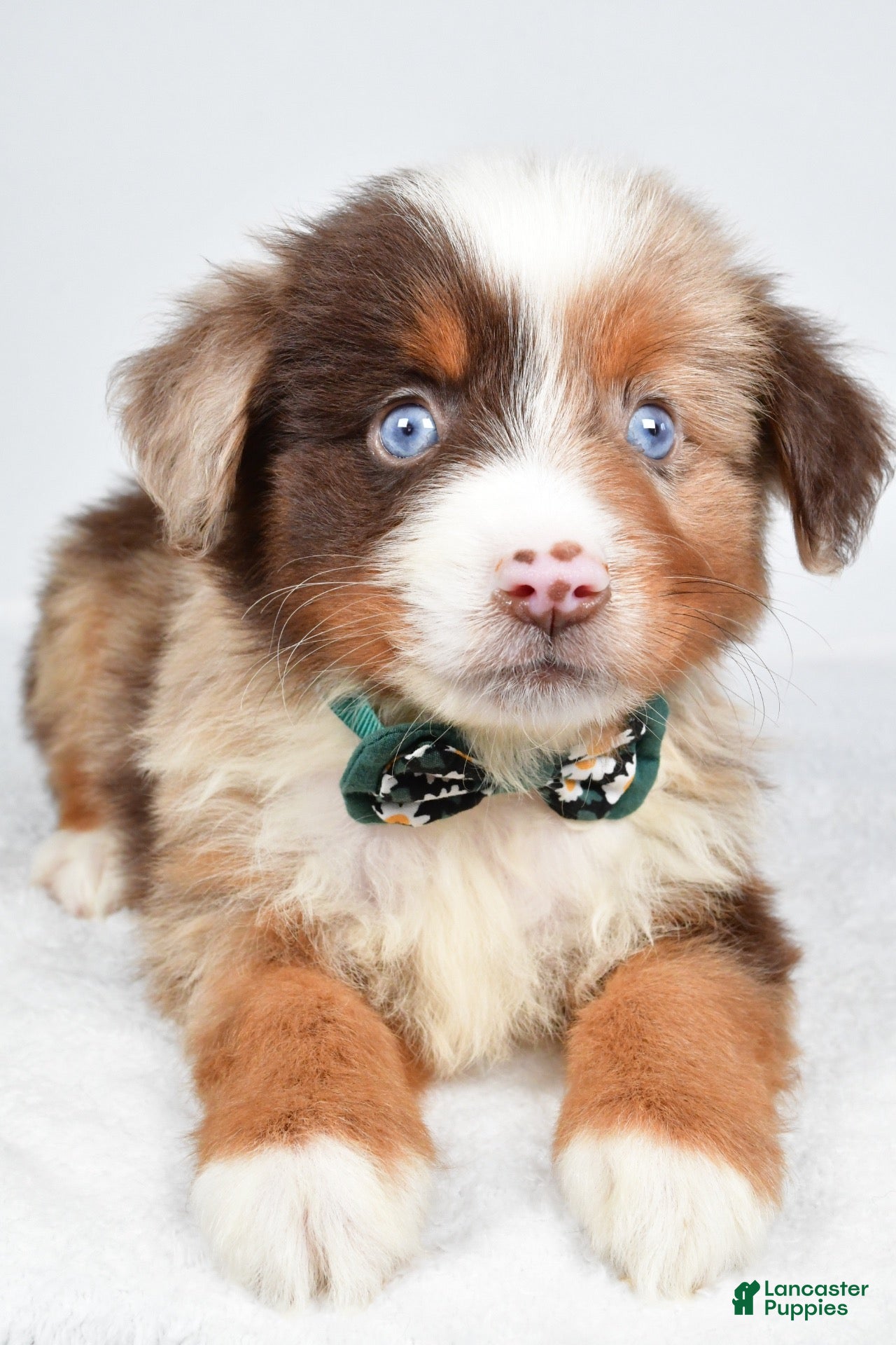 Miniature Australian Shepherd dogs Kyson  - Ad 2