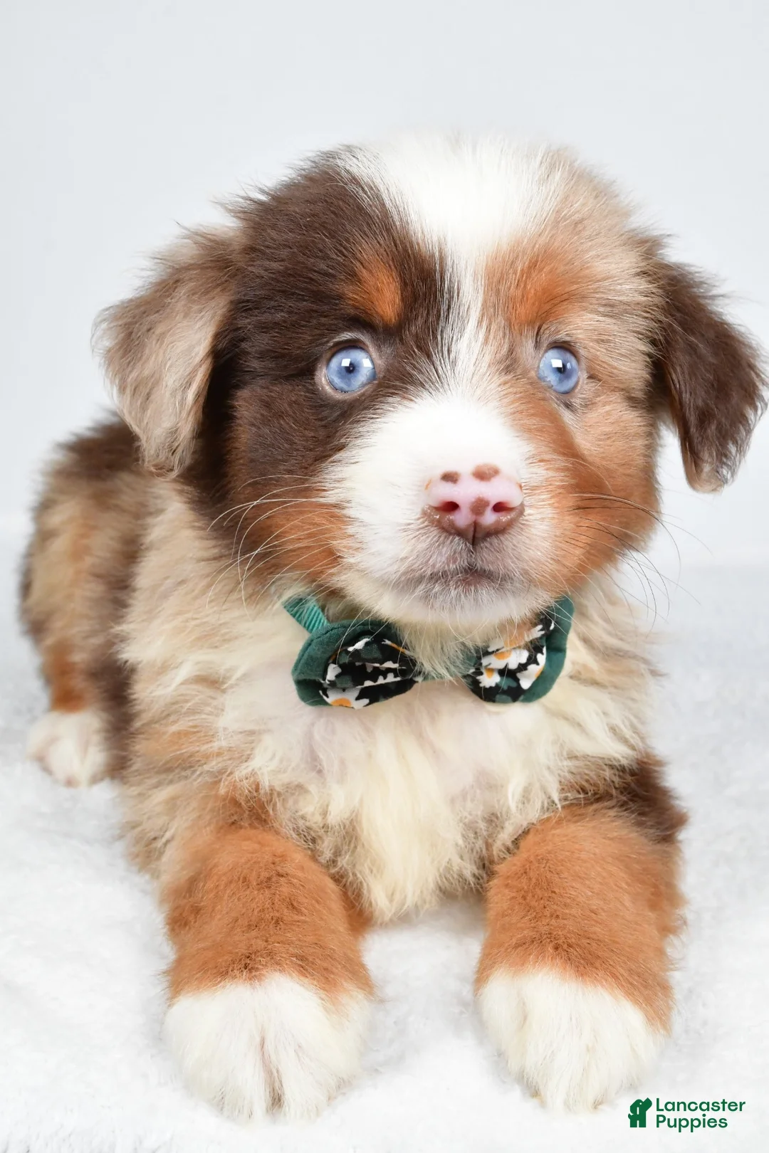 Miniature Australian Shepherd dogs for sale: Kyson  - Ad 2
