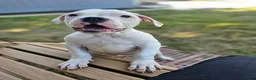 American Bulldog dogs for sale: American Bulldog Puppy 11 - Ad 8