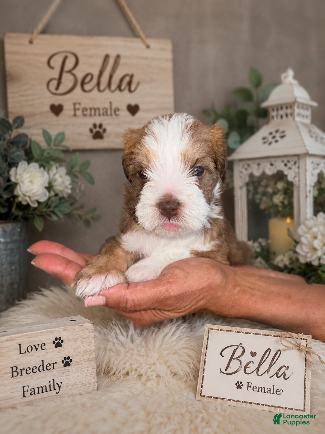 Mixed Breed dogs for sale: Bella - Ad 1