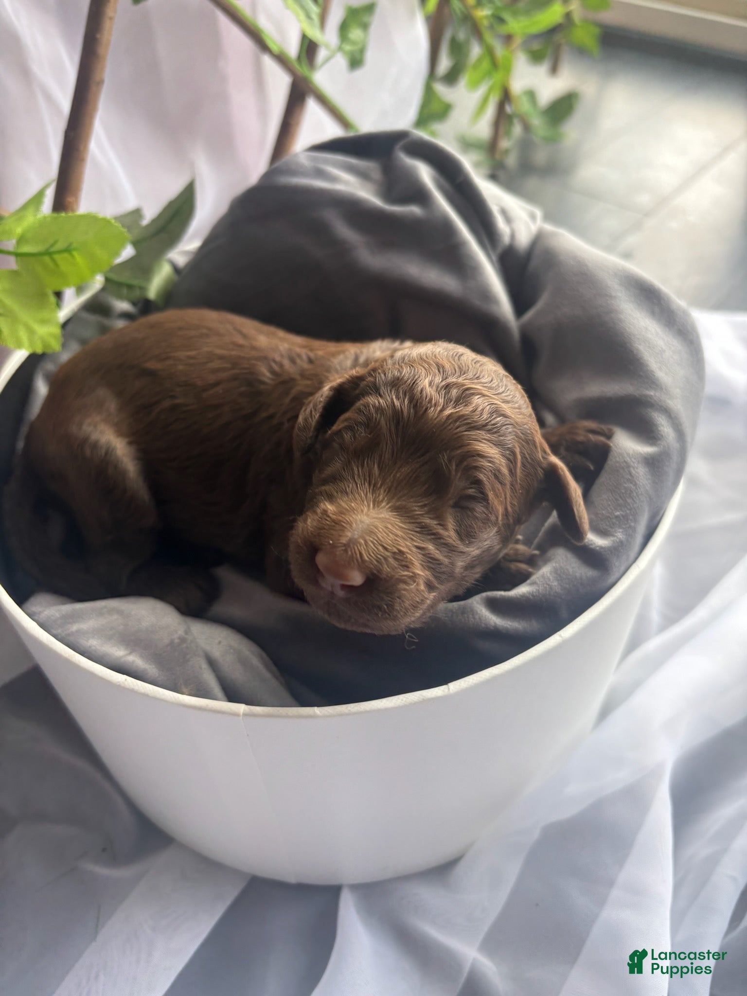 Standard Poodle dogs Prince - Ad 1