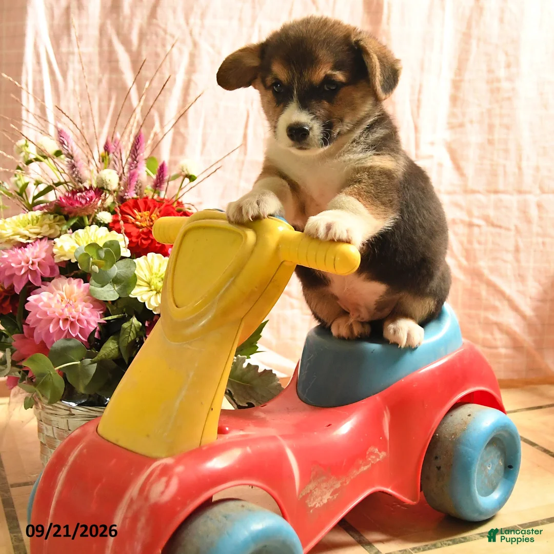 Welsh Corgi Pembroke dogs for sale: Peaches - Ad 3