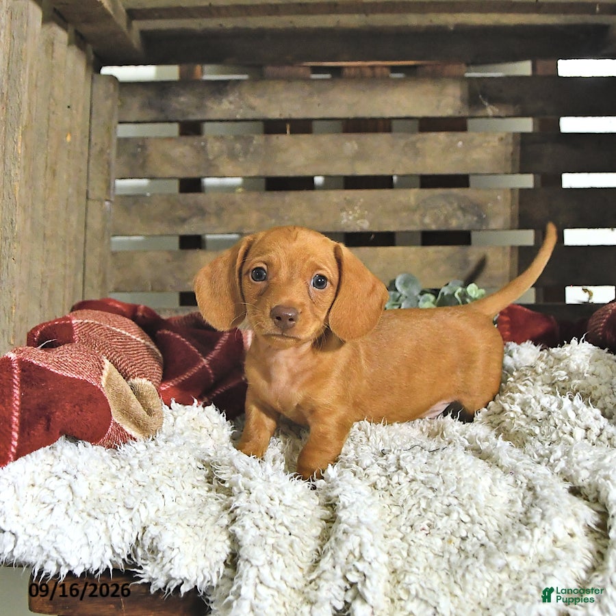 Miniature Dachshund dogs Jackson - Ad 2