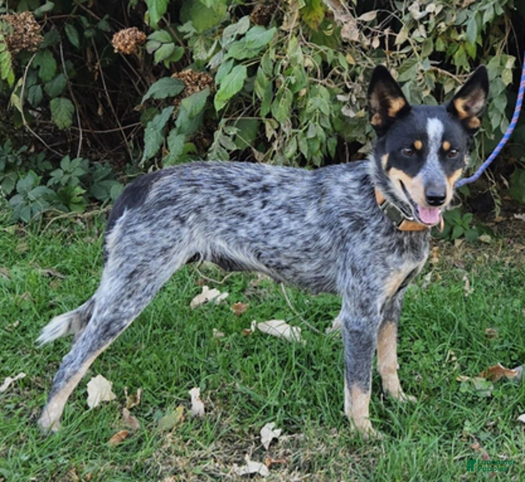 Aussiedoodle dogs for sale: Oreo - Ad 7