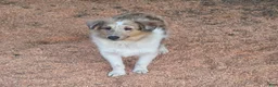 Shetland Sheepdog dogs for sale: Shetland Sheepdog 1 - Ad 2