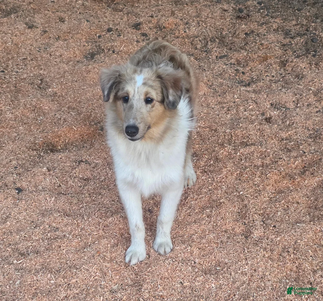 Shetland Sheepdog dogs for sale: Shetland Sheepdog 1 - Ad 2