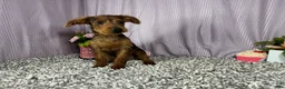 Yorkiepoo dogs for sale: Yorkiepoo 1 - Ad 6