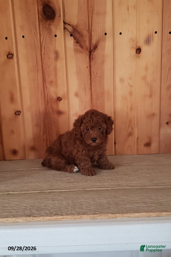 Toy Poodle dogs for sale: Prancer - Ad 1