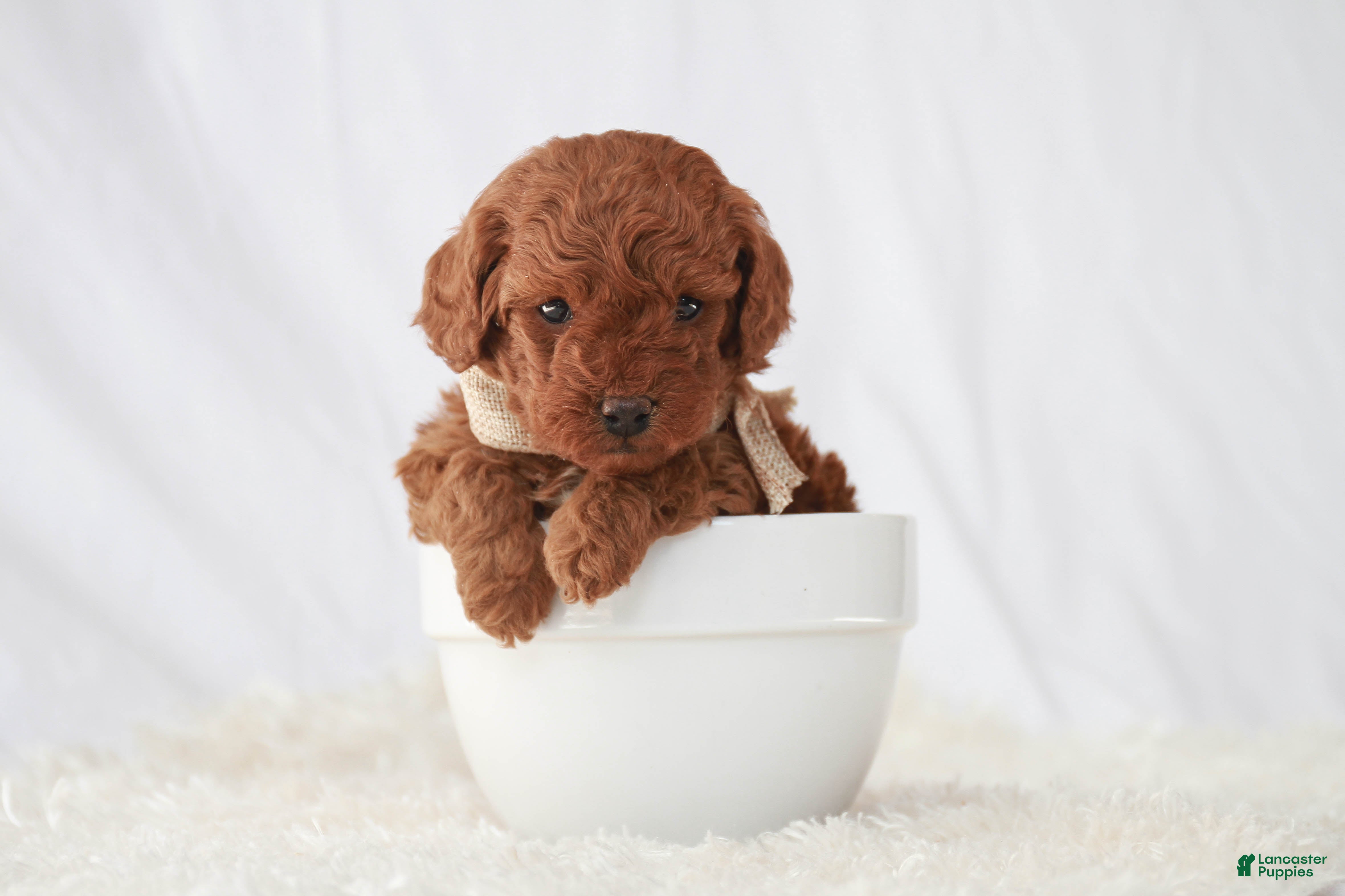Toy Poodle dogs Maverick - Ad 1