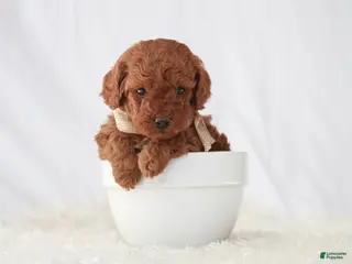 Toy Poodle dogs for sale: Maverick - Ad 1