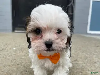 Cavapoo dogs Cavapoo Puppy 3 - Ad 24