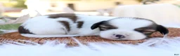 Mixed Breed dogs for sale: Larry Shiweenie - Ad 2