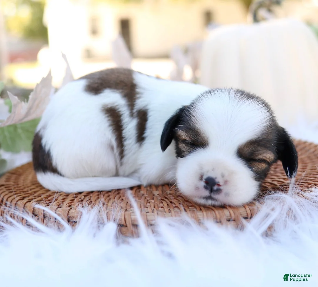 Mixed Breed dogs for sale: Larry Shiweenie - Ad 2