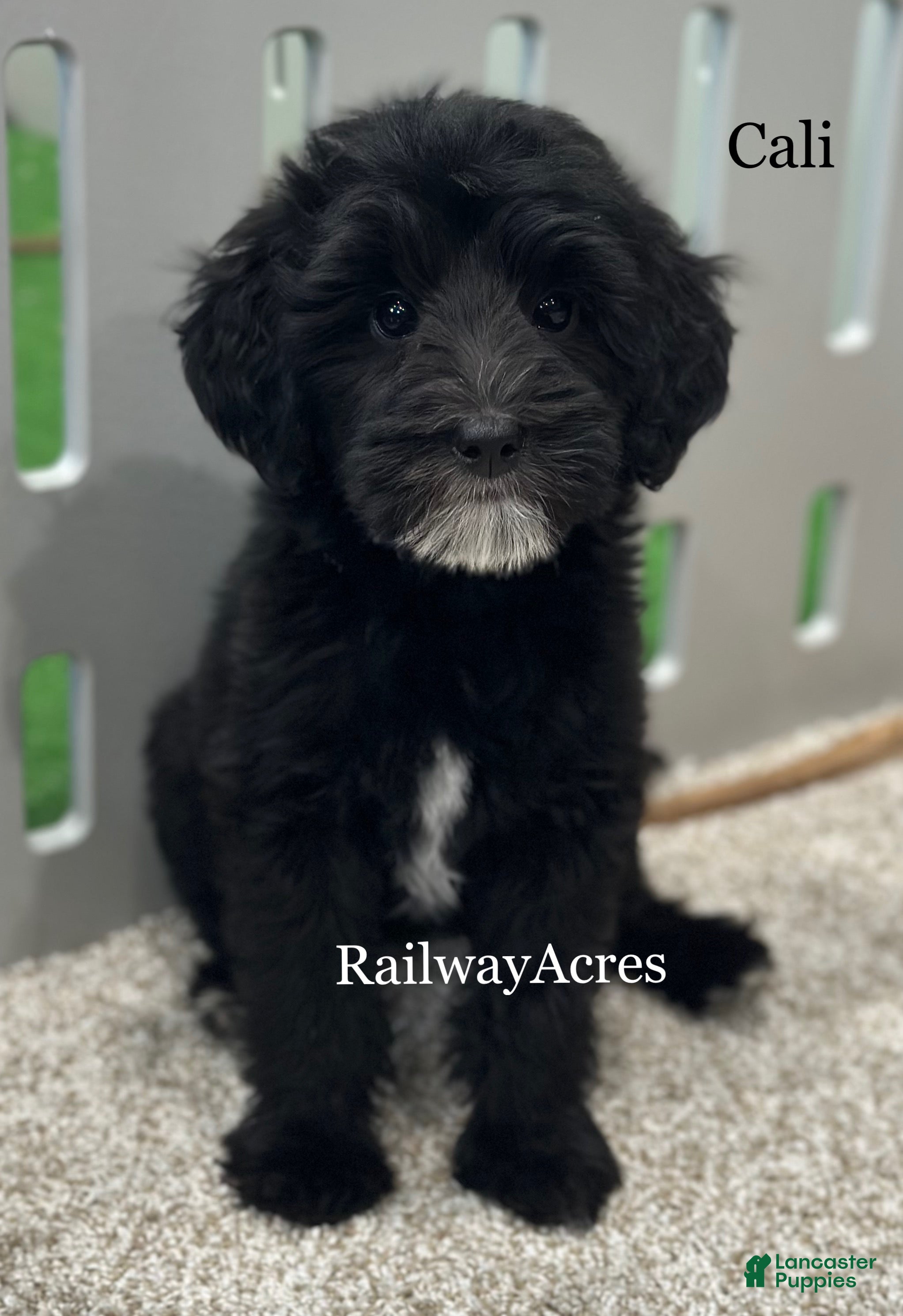 Mixed Breed dogs for sale: Cali - Ad 3