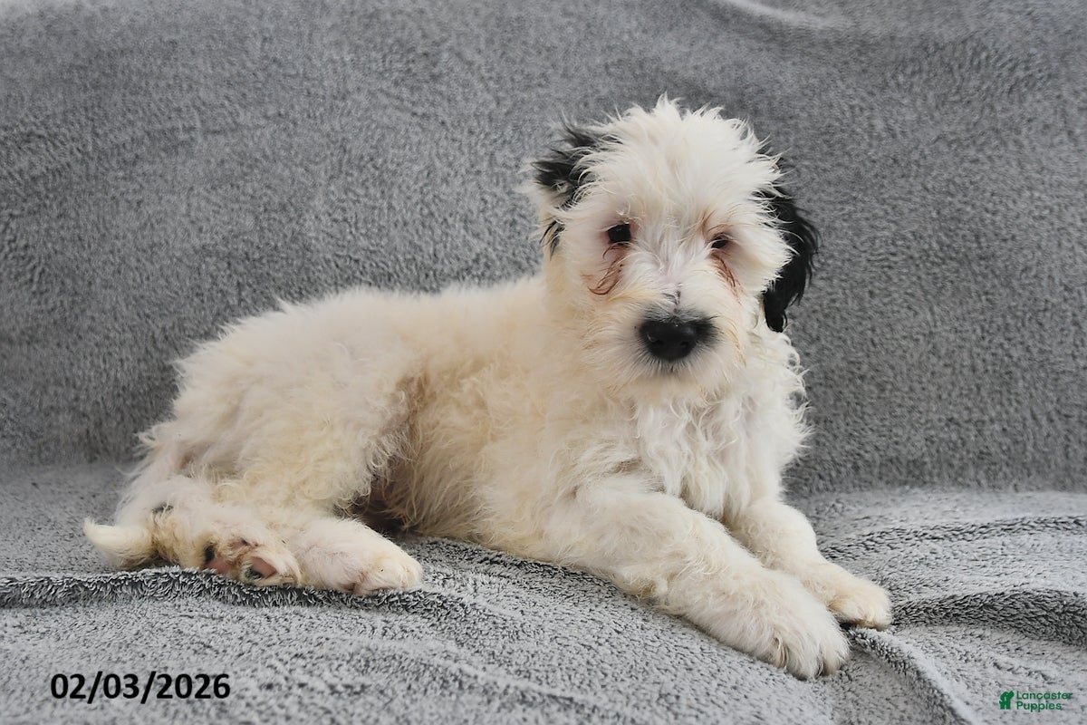 Portuguese Water Dog dogs Dream  - Ad 2