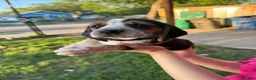 Beagle dogs for sale: Jax jr - Ad 11