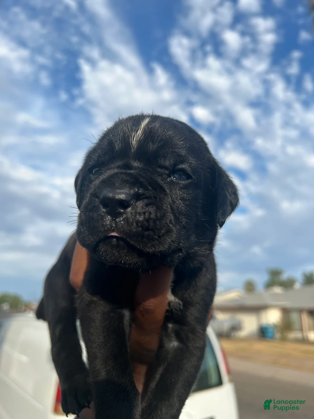 Cane Corso dogs for sale: Arthur (bolt) - Ad 1