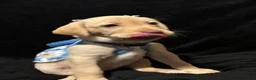 Labrador Retriever dogs for sale: Poppy (purple)  - Ad 4