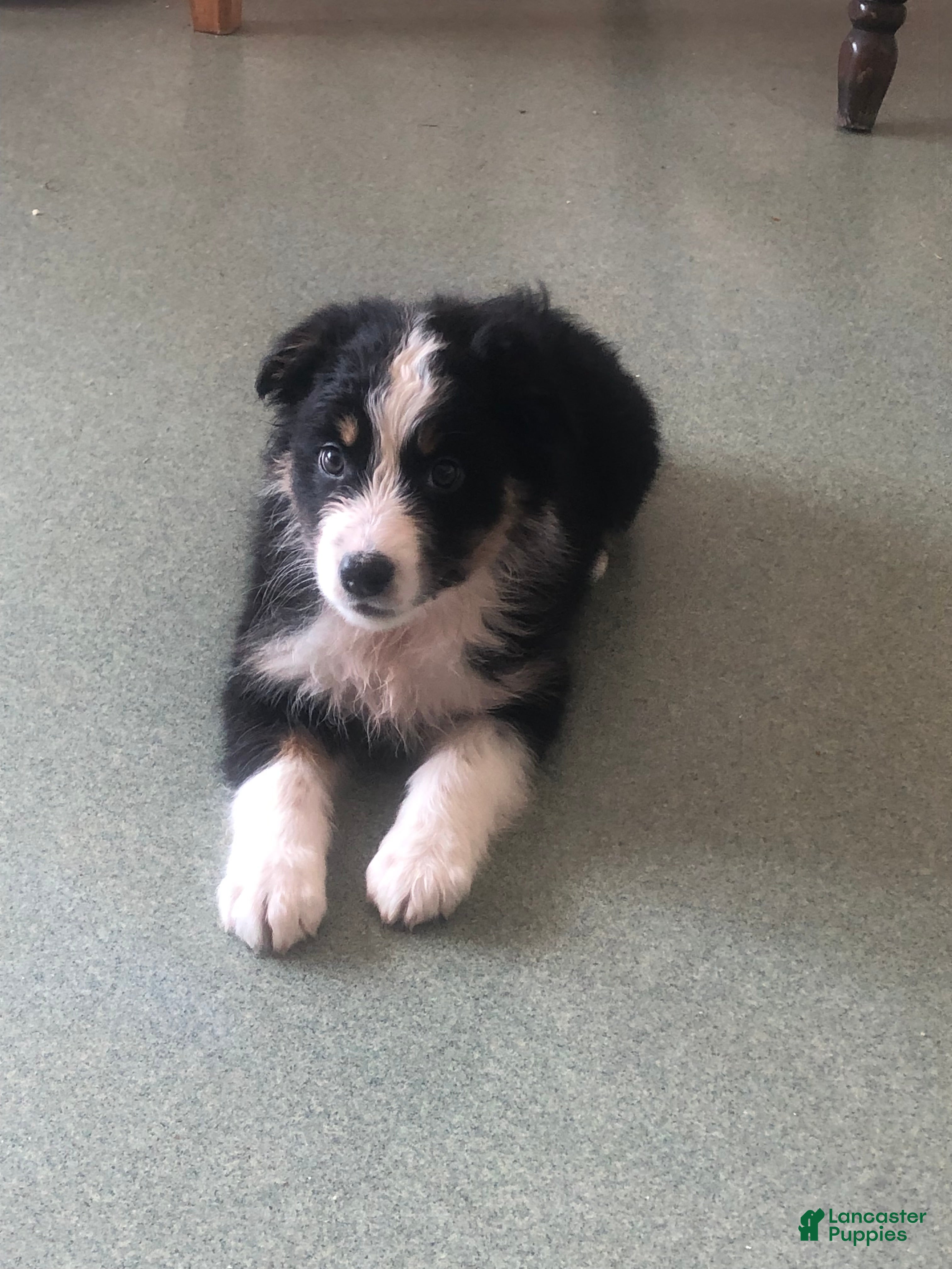 Australian Shepherd dogs Ruby  - Ad 2