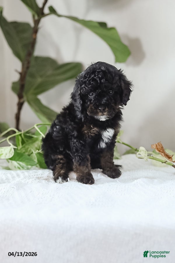Miniature Poodle dogs Mila - Ad 1