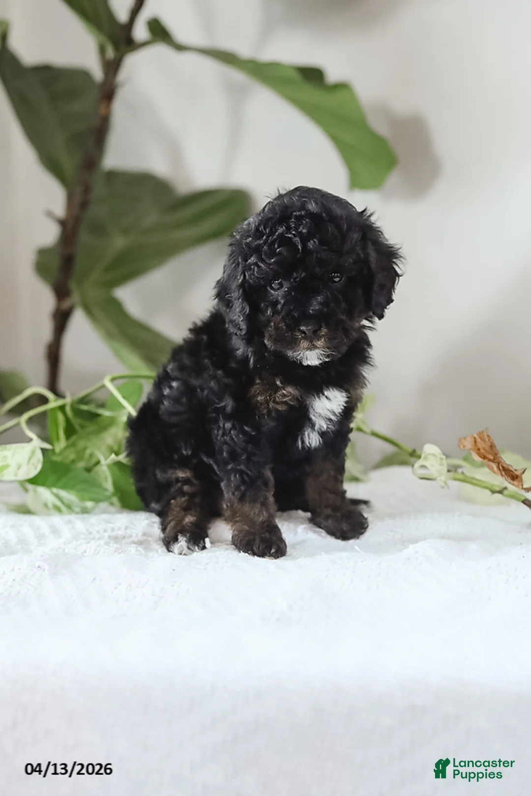 Miniature Poodle dogs for sale: Mila - Ad 1
