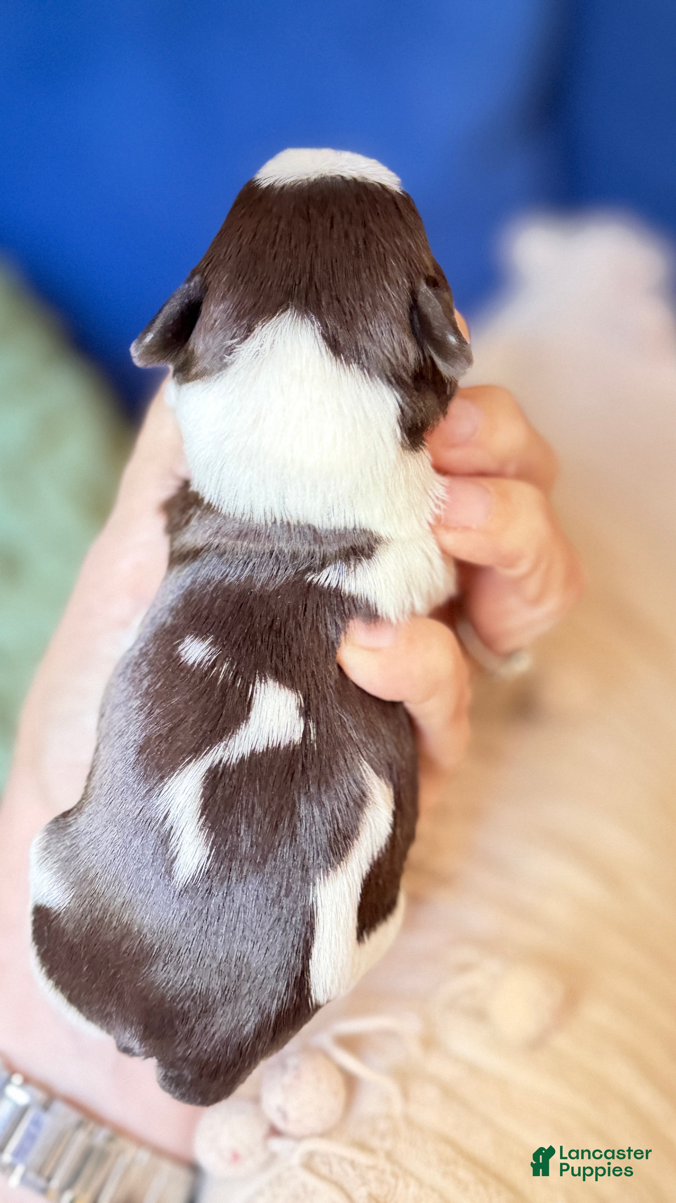 Miniature Schnauzer dogs Miniature Schnauzer Choco parti ESA lines  - Ad 2