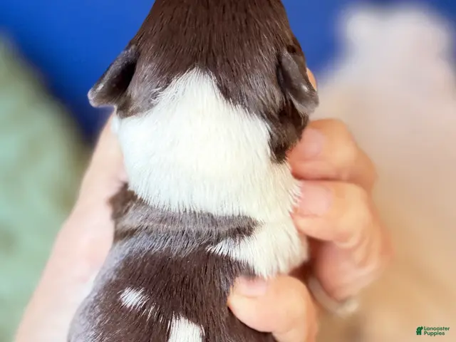 Miniature Schnauzer dogs Miniature Schnauzer Choco parti ESA lines - Ad 2