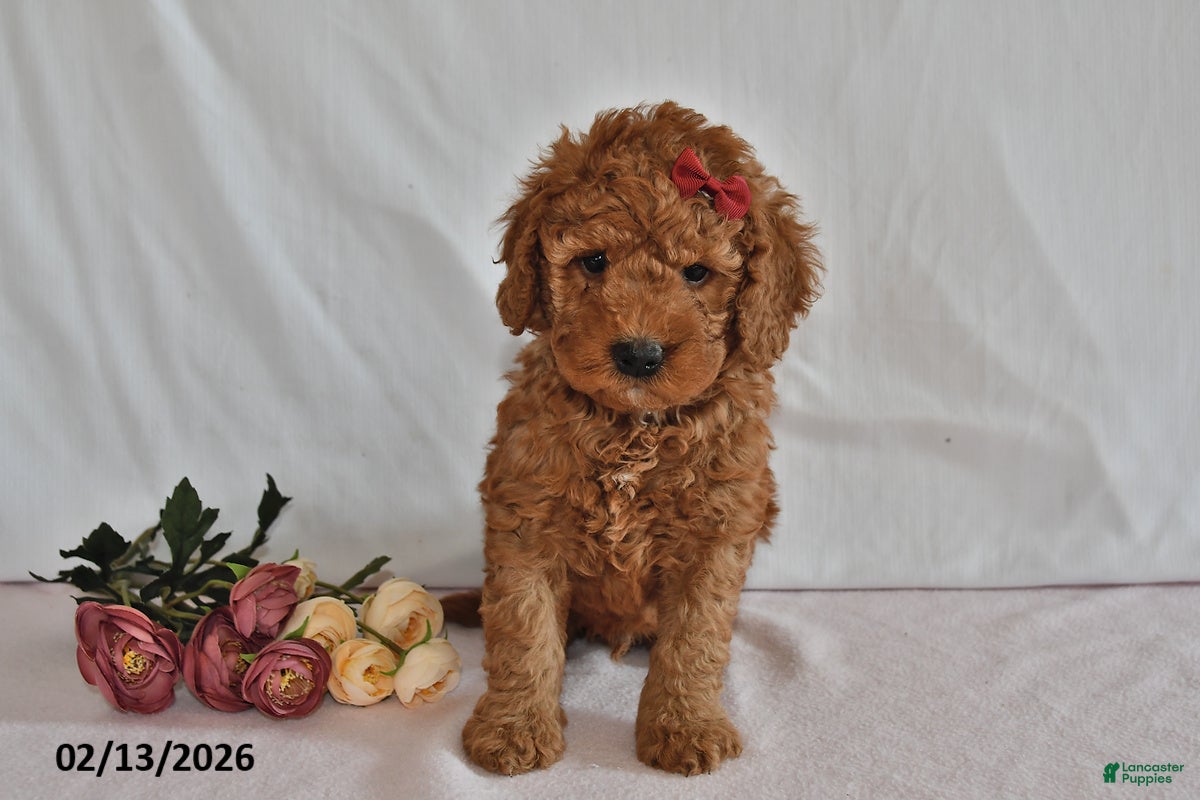 Mini Goldendoodle dogs Leo - Ad 8