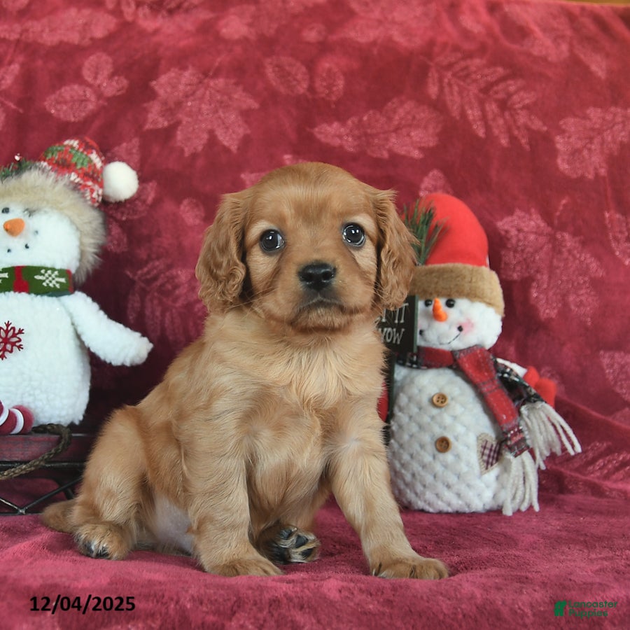 Cavapoo dogs Brayden  - Ad 38