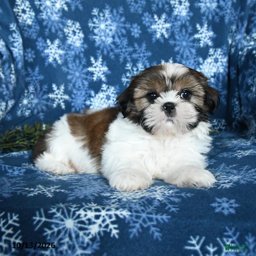Shih Tzu dogs Kaleb - Ad 2
