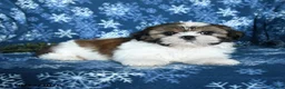 Shih Tzu dogs for sale: Kaleb - Ad 2