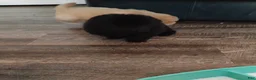 Chow Chow dogs for sale: Black male - Ad 5