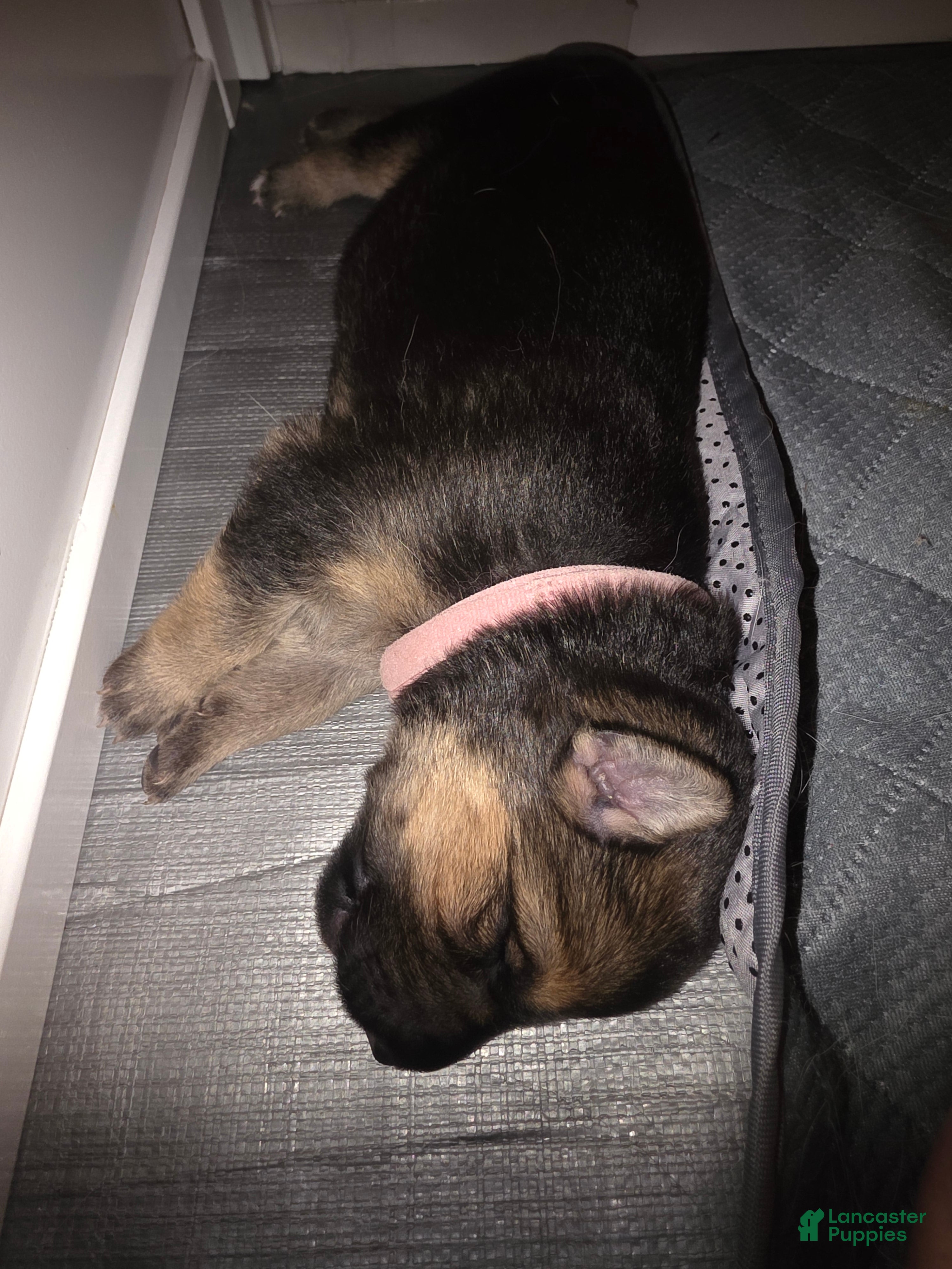 German Shepherd dogs German Shepherd Puppy 4 - Ad 40