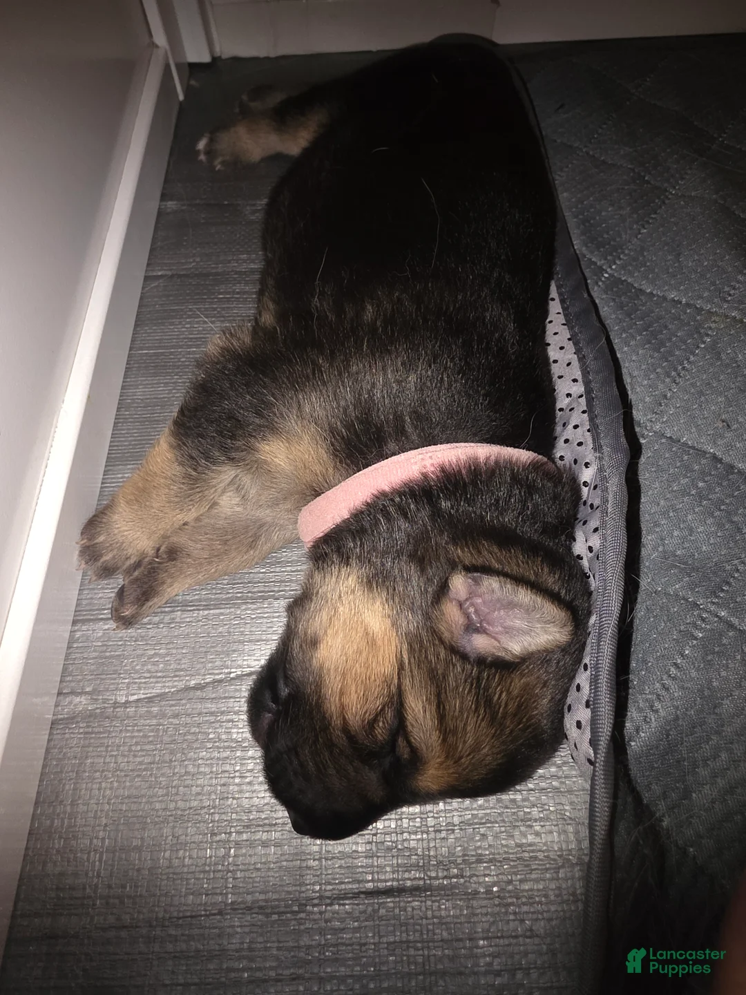 German Shepherd dogs for sale: German Shepherd Puppy 4 - Ad 1