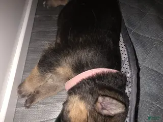 German Shepherd dogs German Shepherd Puppy 4 - Ad 40