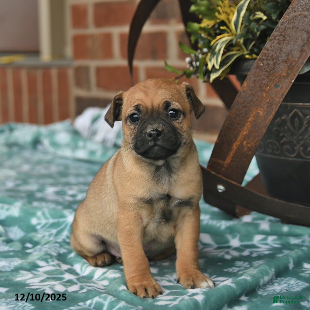 Jug dogs for sale: Snowflake  - Ad 1