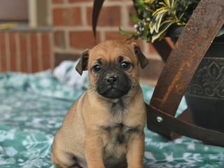 Jug dogs Snowflake - Ad 25