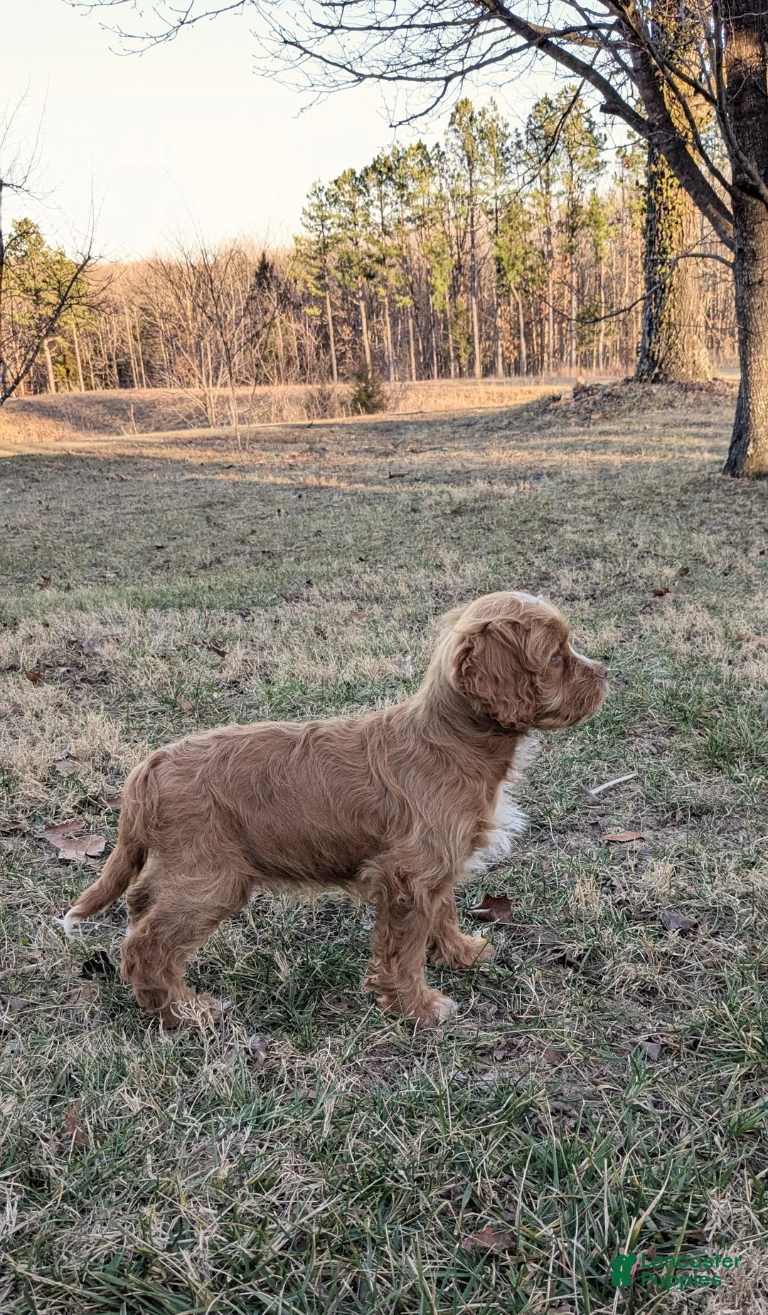Cockapoo dogs for sale: Forrest - Ad 2