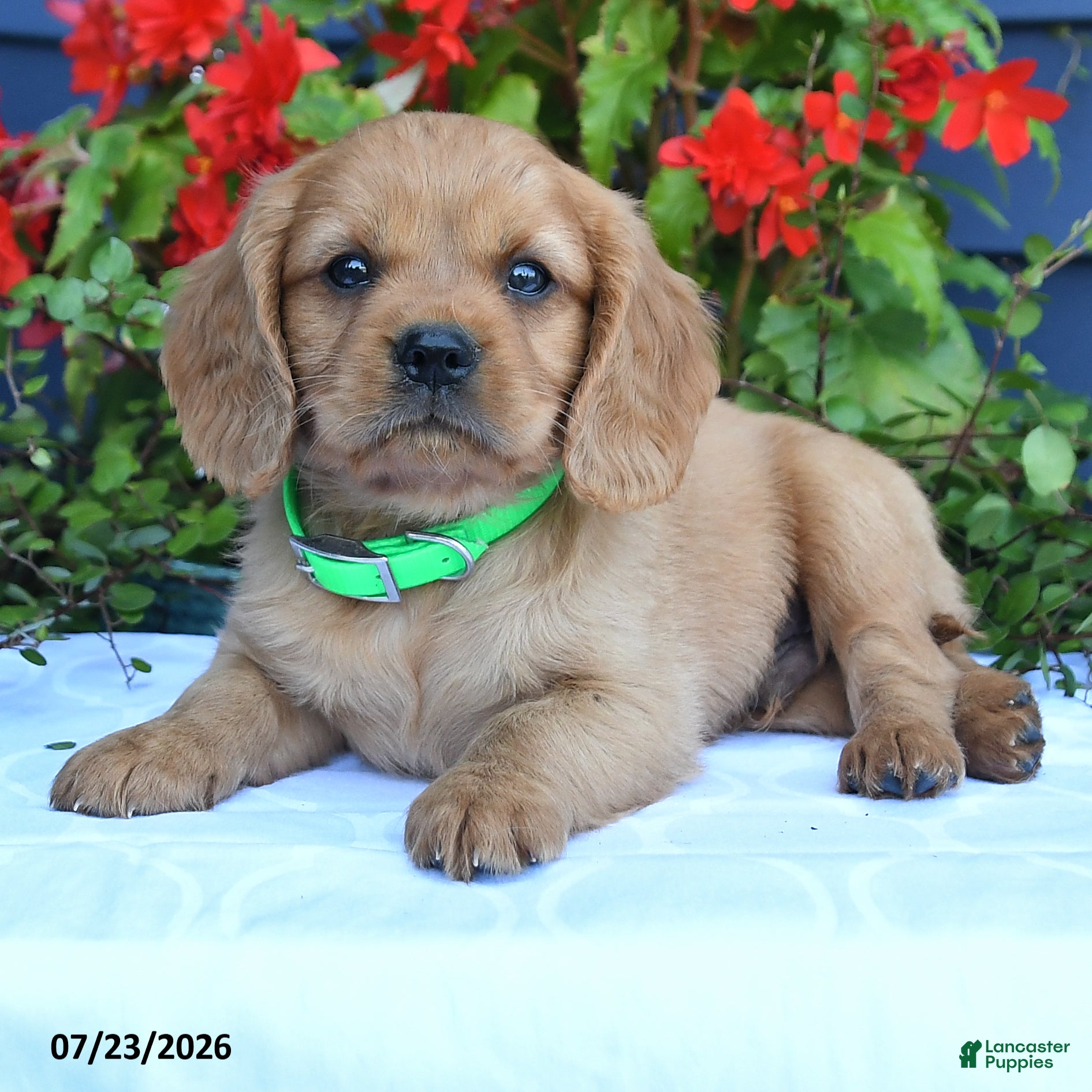 Miniature Golden Retriever dogs Sonny - Ad 2