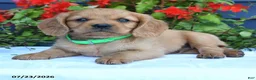Miniature Golden Retriever dogs for sale: Sonny - Ad 2