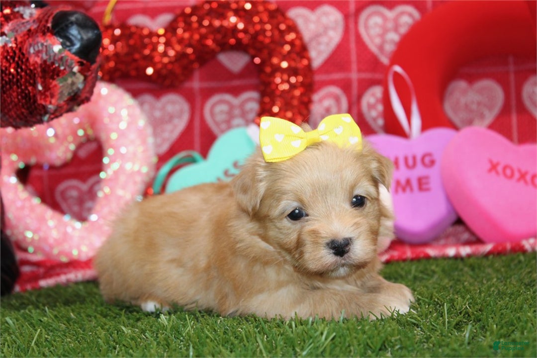 Morkie dogs for sale: Morkie Puppy 1 - Ad 1