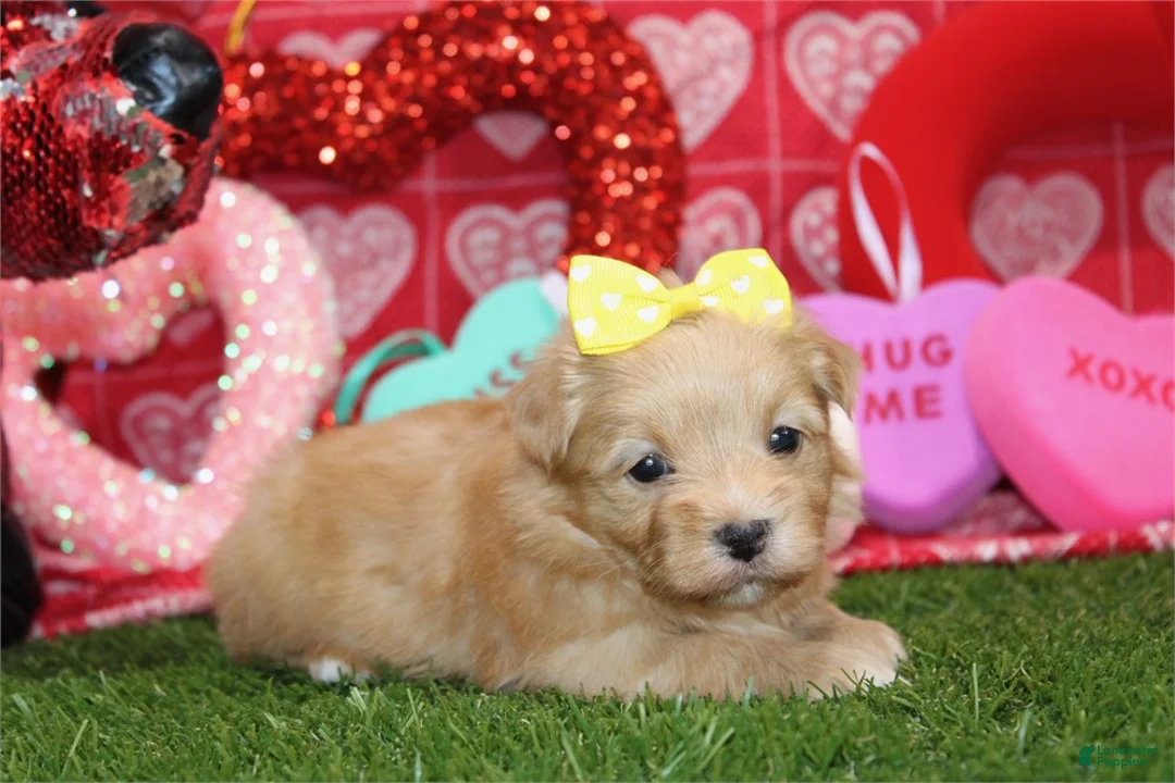 Morkie dogs for sale: Morkie Puppy 1 - Ad 1