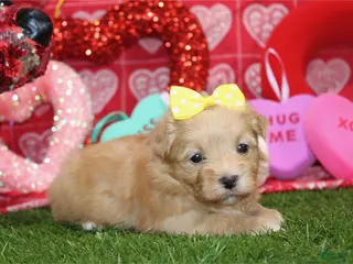 Morkie dogs Morkie Puppy 1 - Ad 2