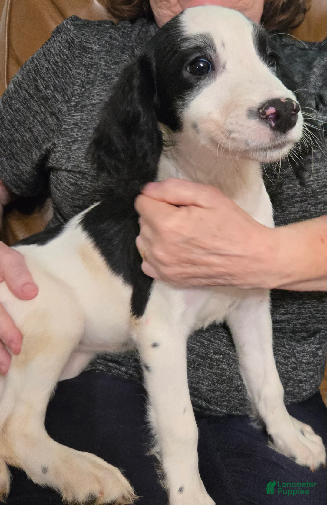 English Springer Spaniel dogs for sale: Summer - Ad 1