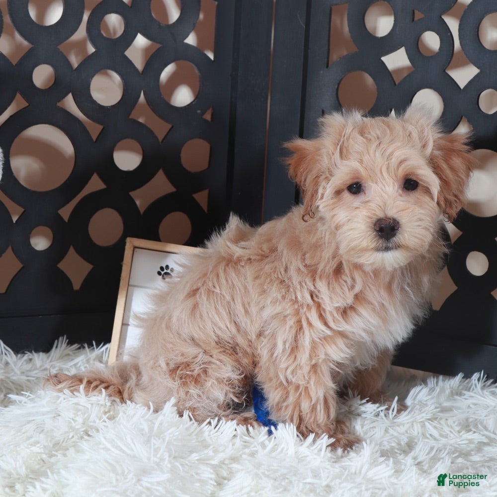 Maltipoo dogs Maltipoo Puppy Barry - Ad 2