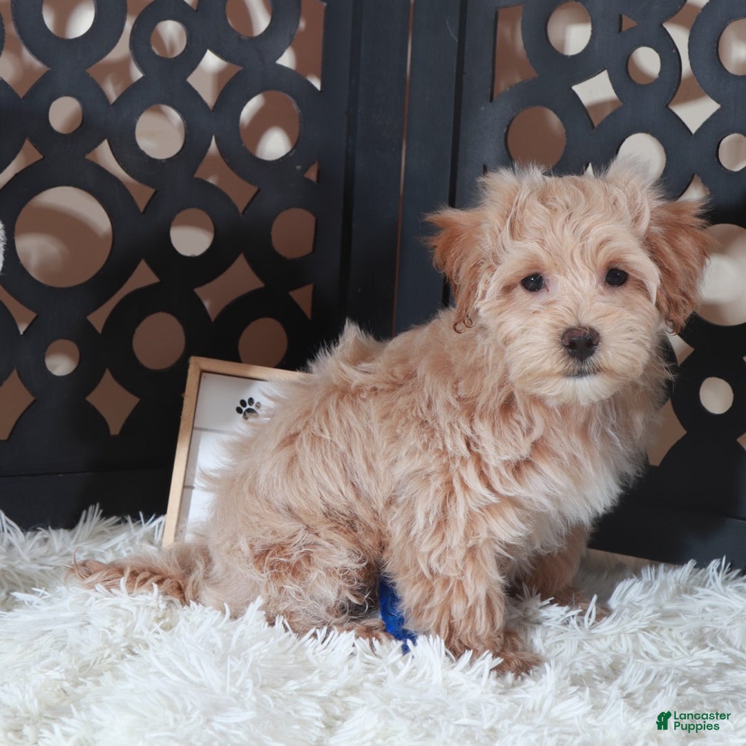 Maltipoo dogs for sale: Maltipoo Puppy Barry - Ad 2