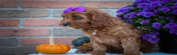 Cavapoo dogs for sale: RUSTY - Ad 6