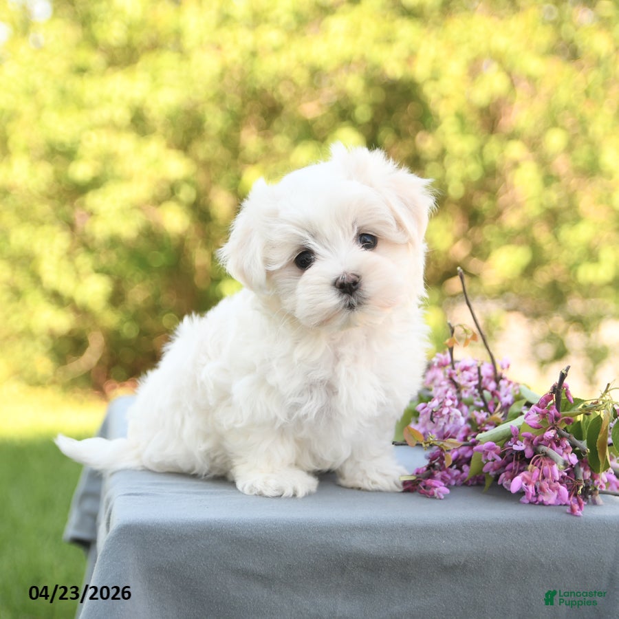 Maltese dogs Lily - Ad 1