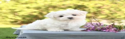 Maltese dogs for sale: Lily - Ad 1
